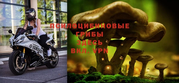 прущие грибы Аркадак